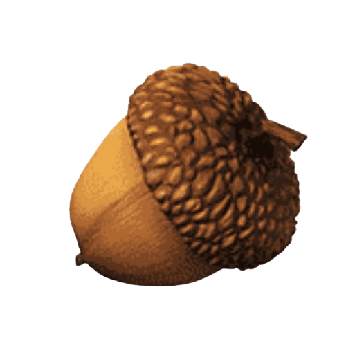 Fındık